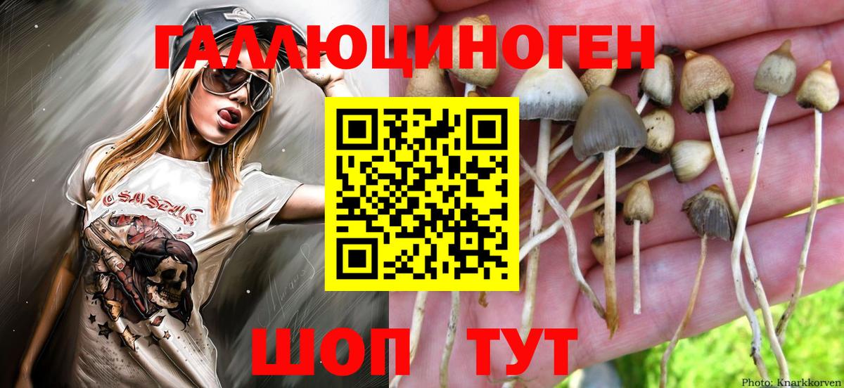 цены наркотик  Галлюциногенные грибы Psilocybe  Вход с VPN  Жуковский 